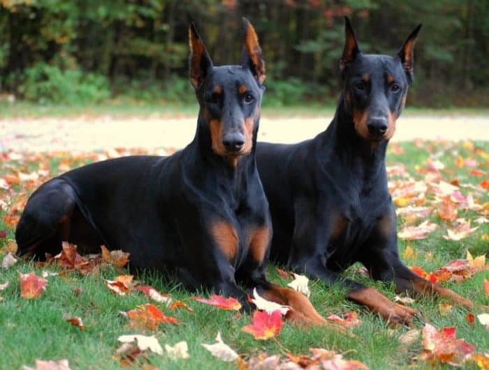  atau sering disebut anjing doberman adalah salah satu anjing terbaik di Indonesa ANJING DOBERMAN : Cara Merawat, Pakan, Harga Jual (Lengkap)