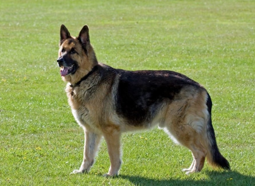 Sejarah Asal Usul Anjing Herder - Thegorbalsla
