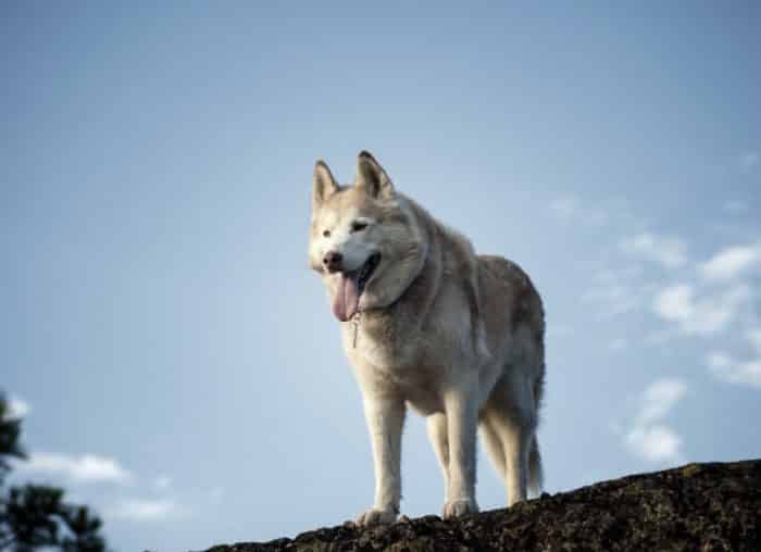  Memelihara binatang adalah salah satu hobi yang banyak disukai ANJING SIBERIAN HUSKY : Cara Merawat, Pakan, Harga Jual (Lengkap)