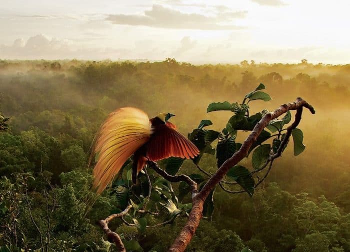  Burung cendrawasih merupakan binatang dari keluarga paradisaeidae dan termasuk salah satu BURUNG CENDRAWASIH : Cara Merawat, Pakan, Harga Jual (Lengkap)