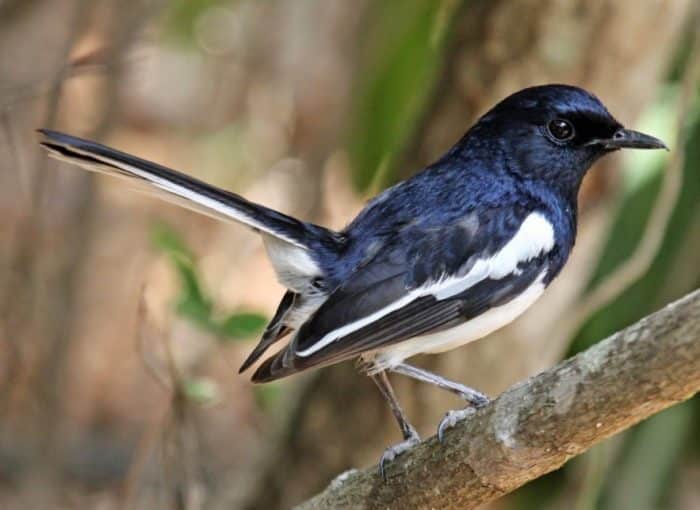  Memelihara binatang sebagai bentuk hobi meupakan tren yang tengah berkembang saat ini BURUNG KACER : Cara Merawat, Pakan, Harga Jual (Lengkap)