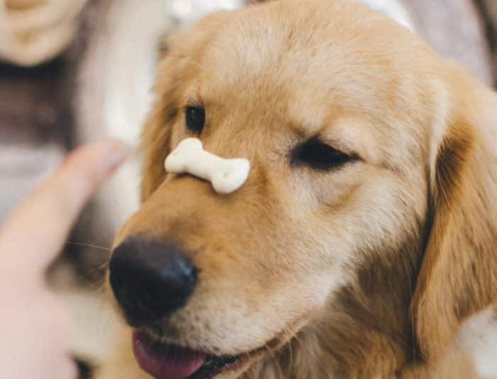  Anjing merupakan salah satu binatang yang paling banyak dijadikan peliharaan ANJING GOLDEN : Cara Merawat, Pakan, Harga Jual (Lengkap)