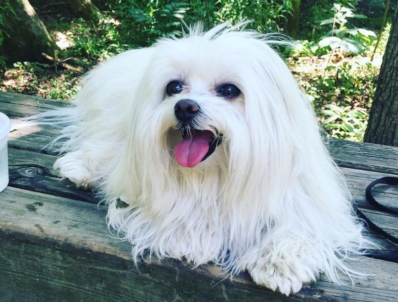 Sejarahasal Usul Anjing Maltese Thegorbalsla