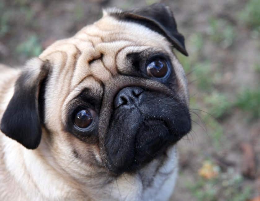 SejarahAsal Usul Anjing Pug - Thegorbalsla