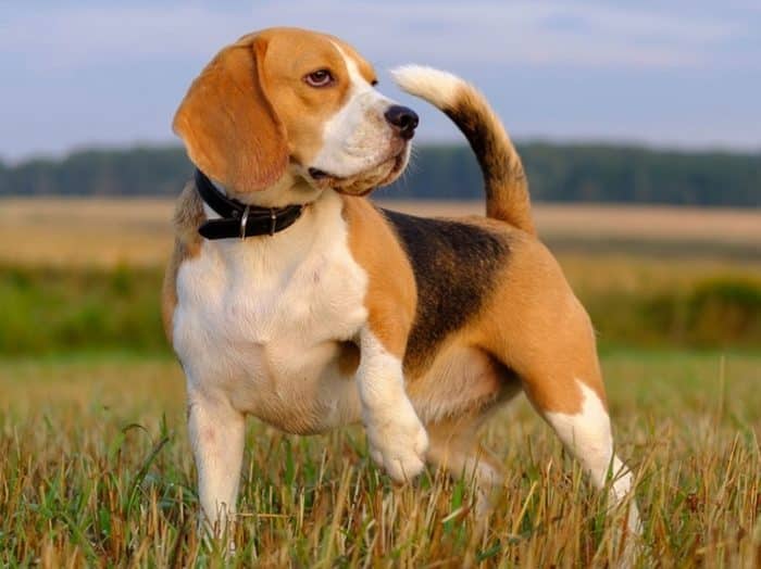  Setiap orang tentu memiliki jenis hewan kesukaannya masing  ANJING BEAGLE : Cara Merawat, Pakan, Harga Jual (Lengkap)