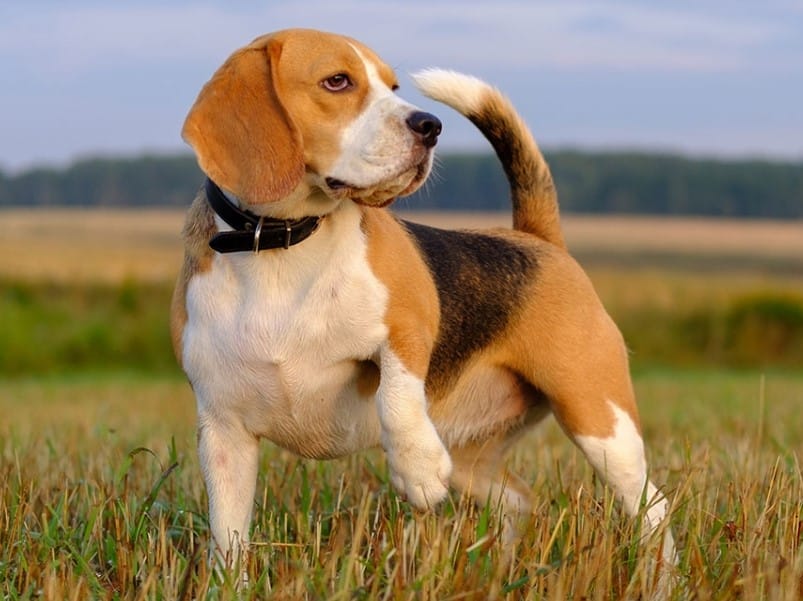 Tanda Depresi atau Bosan Anjing Beagle  Thegorbalsla