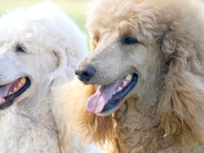  Anjing pudel termasuk salah satu kelompok utilility peliharaan yang berasal dari negara P ANJING PUDEL : Cara Merawat, Pakan, Harga Jual (Lengkap)