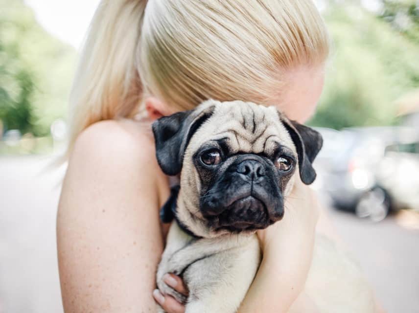 Tantangan Ketika Melatih Anjing Pug  Thegorbalsla