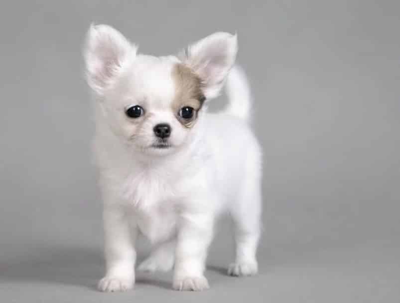 Temperamen Anjing Chihuahua Thegorbalsla