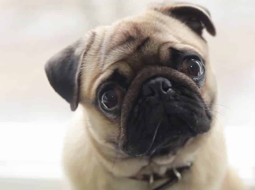 34+ Anjing pug download