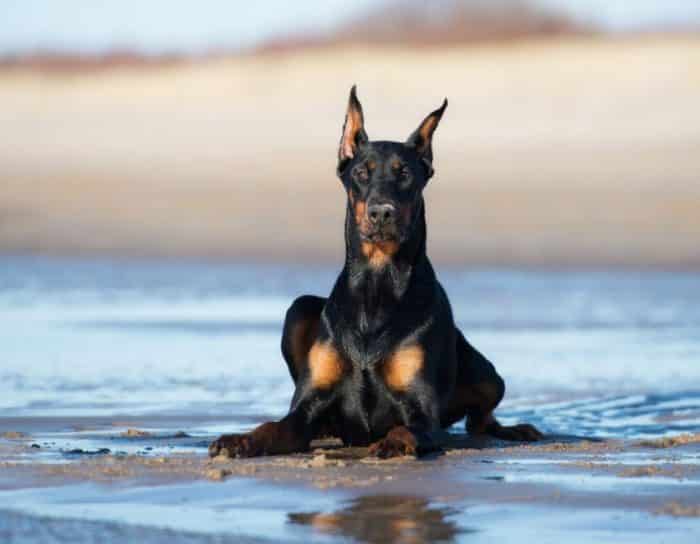  atau sering disebut anjing doberman adalah salah satu anjing terbaik di Indonesa ANJING DOBERMAN : Cara Merawat, Pakan, Harga Jual (Lengkap)