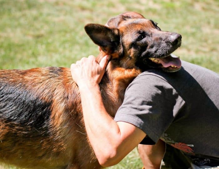  Anjing herder adalah salah anjing yang banyak dipelihara karena sifatnya yang sangat meny ANJING HERDER : Cara Merawat, Pakan, Harga Jual (Lengkap)