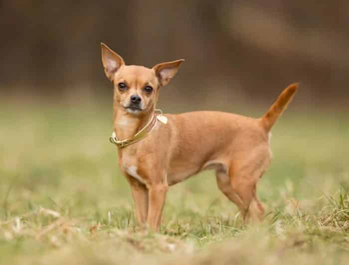 ANJING CHIHUAHUA : Cara Merawat, Pakan, Harga Jual (Lengkap)