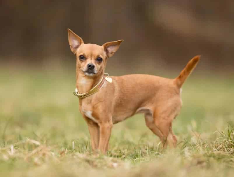 Varian Jenis Anjing  Chihuahua Thegorbalsla