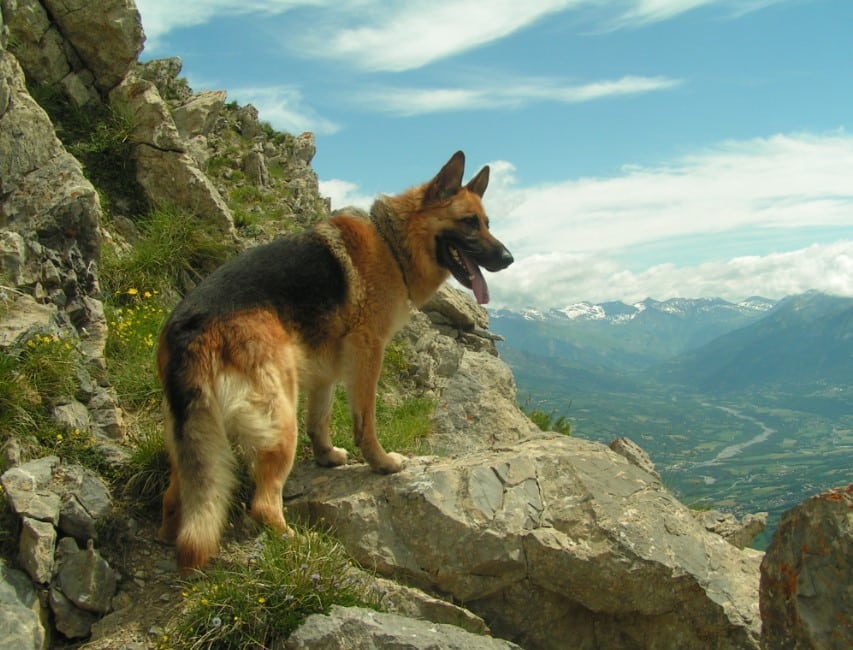 Variasi Jenis Anjing Herder Thegorbalsla
