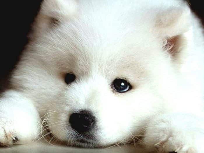  Anjing Samoyed merupakan salah satu jenis anjing ANJING SAMOYED : Cara Merawat, Pakan, Harga Jual (Lengkap)