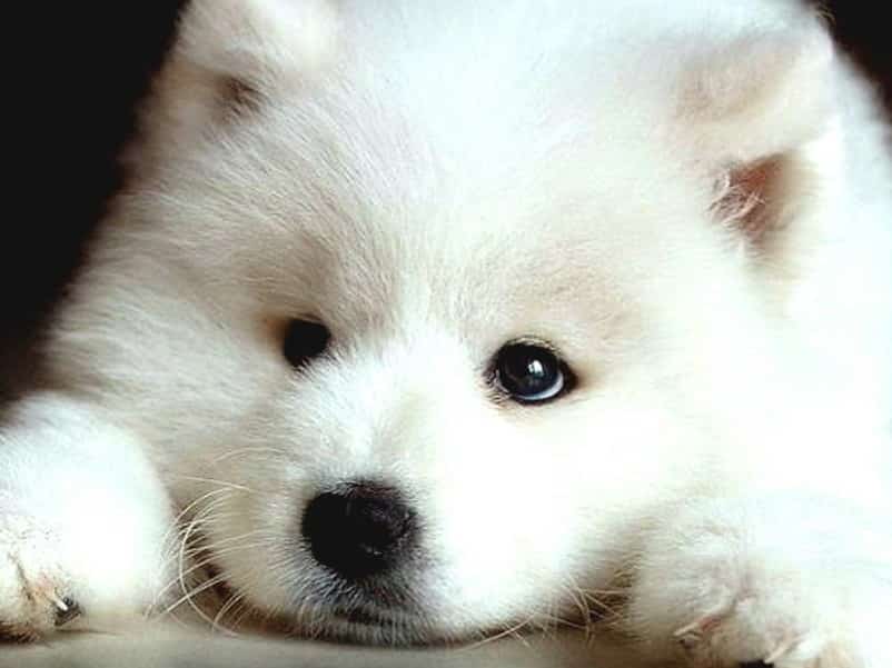 Variasi Jenis Anjing Samoyed - Thegorbalsla