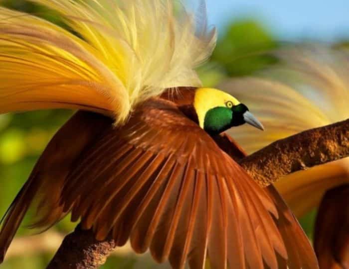  Burung cendrawasih merupakan binatang dari keluarga paradisaeidae dan termasuk salah satu BURUNG CENDRAWASIH : Cara Merawat, Pakan, Harga Jual (Lengkap)