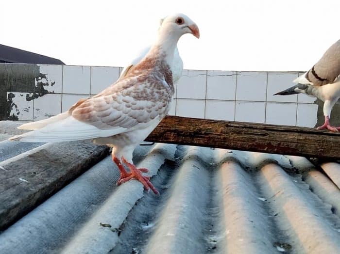 Burung Dara Cara Merawat Pakan Harga Jual Lengkap