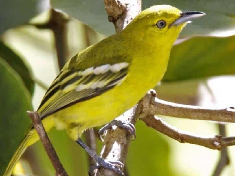 Variasi Jenis Burung Pleci  Thegorbalsla