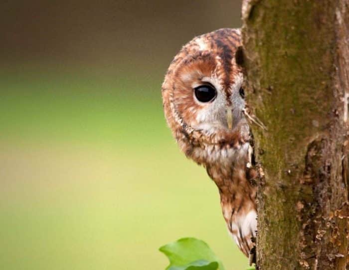  Owl atau burung hantu merupakan burung yang beraktivitas pada malam hari dan konon katany BURUNG HANTU : Cara Merawat, Pakan, Jenis, Harga Jual (Lengkap)