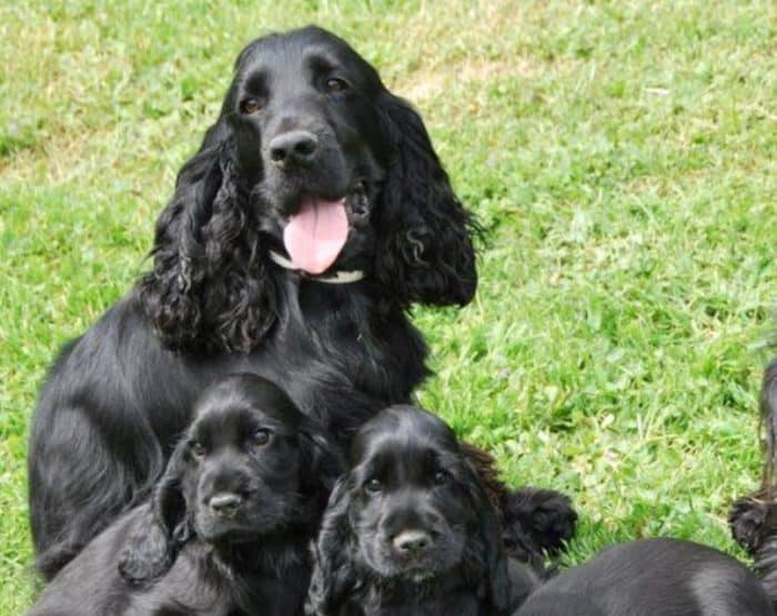  Hewan merupakan salah satu makhluk hidup yang banyak dipelihara oleh manusia selain kucin 20 Anjing Termahal di Dunia, Mana yang Paling Comel ?