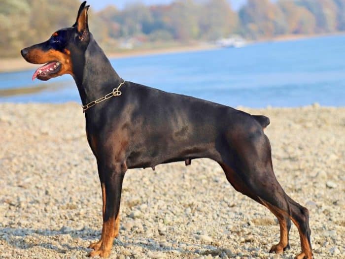 Anjing Doberman Cara Merawat Pakan Harga Jual Lengkap