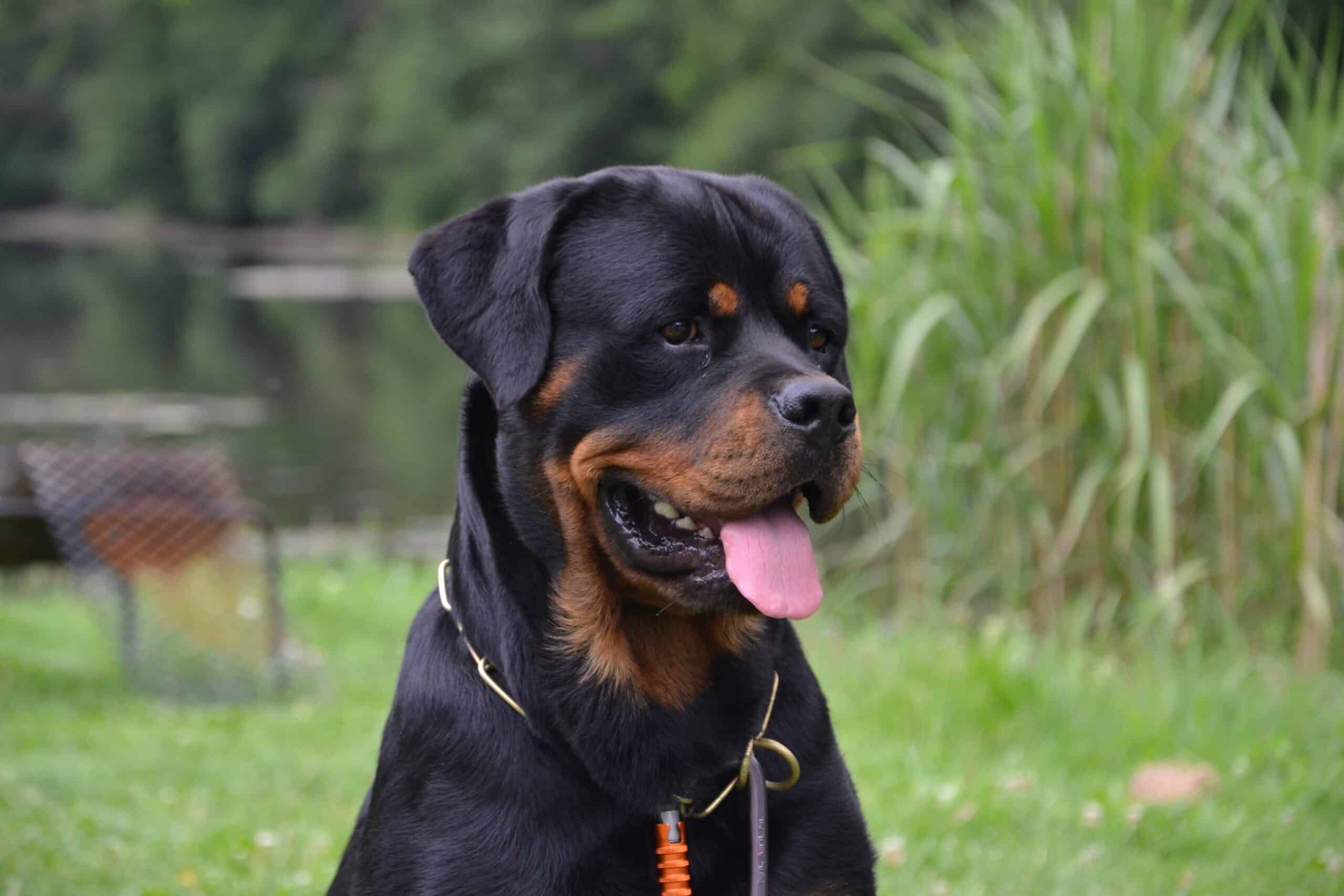 Anjing Hijau Kedalaman Lapangan 850356 Thegorbalsla