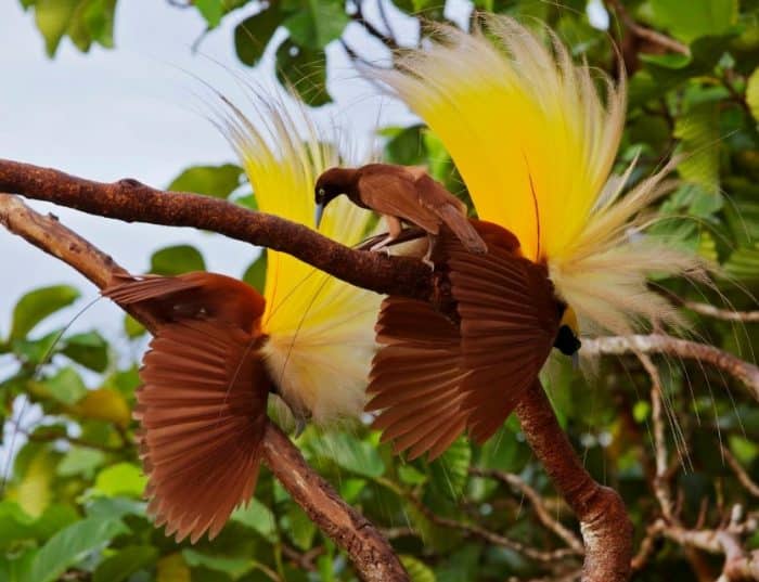  Burung cendrawasih merupakan binatang dari keluarga paradisaeidae dan termasuk salah satu BURUNG CENDRAWASIH : Cara Merawat, Pakan, Harga Jual (Lengkap)