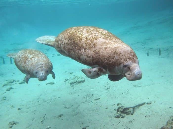  mendengar ikan duyung pikirannya langsung kemana IKAN DUYUNG (DUGONG) : Cara Merawat, Pakan, Fakta Unik