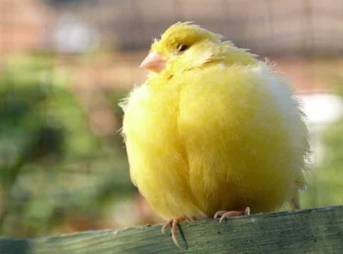  Salah satu dari burung yang paling sering dipilih untuk dipelihara adalah burung kenari BURUNG KENARI : Cara Merawat, Pakan, Harga Jual (Lengkap)