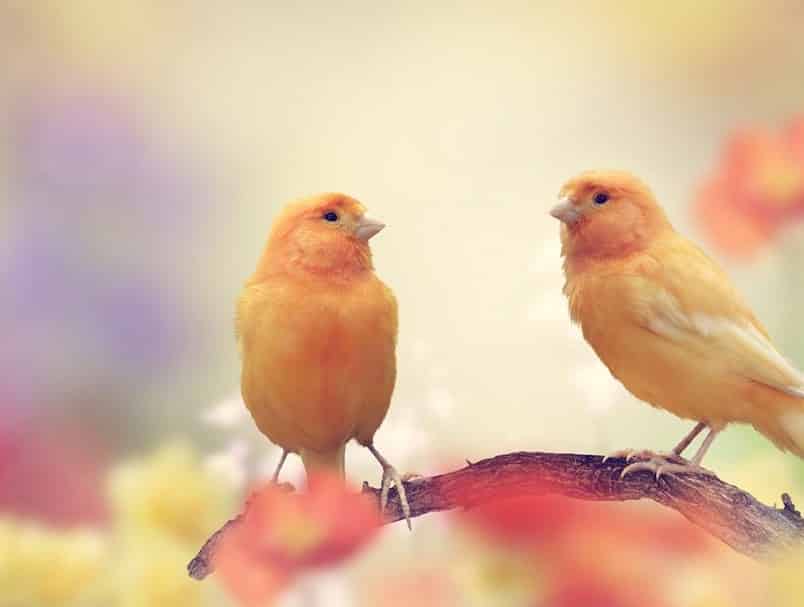 Cara Melatih Burung Kenari Thegorbalsla