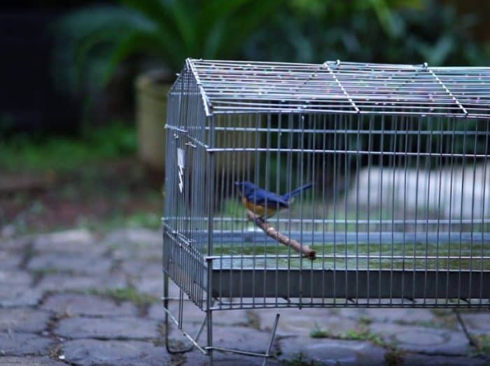  adalah salah satu jenis burung yang paling digemari oleh para pecinta unggas BURUNG KUTILANG : Cara Merawat, Pakan, Harga Jual (Lengkap)