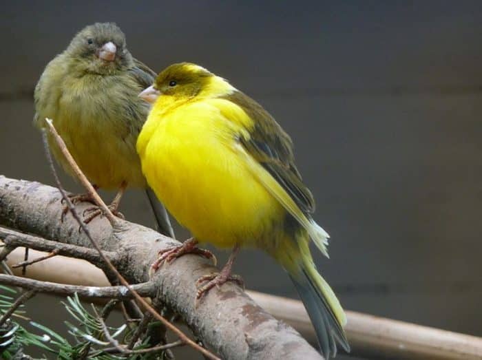  Salah satu dari burung yang paling sering dipilih untuk dipelihara adalah burung kenari BURUNG KENARI : Cara Merawat, Pakan, Harga Jual (Lengkap)