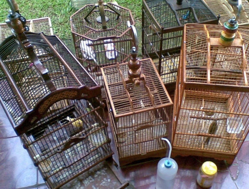 Cara Menjaga Keamanan Kandang Burung Peliharaan Dari Serangan Predator Cara Menjaga Keamanan Kandang Burung Peliharaan Dari Serangan Predator