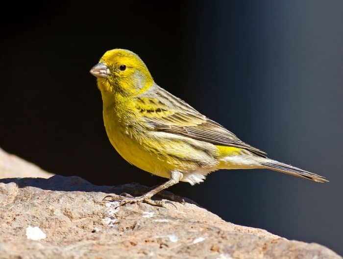  Salah satu dari burung yang paling sering dipilih untuk dipelihara adalah burung kenari BURUNG KENARI : Cara Merawat, Pakan, Harga Jual (Lengkap)