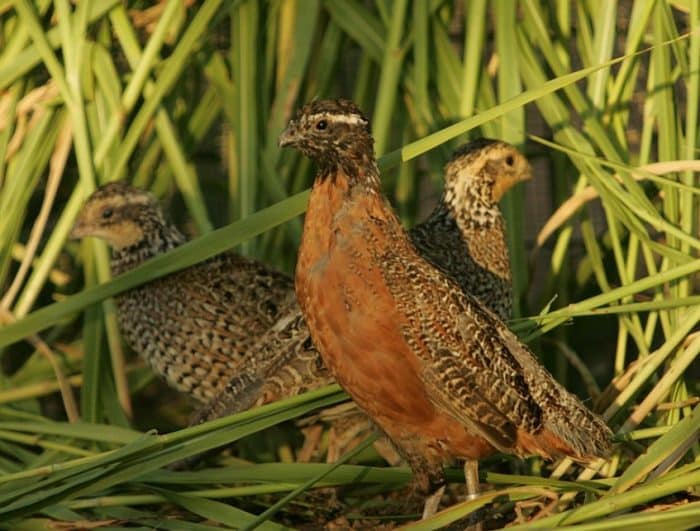  Siapa yang tak mengenal burung perkutut BURUNG PERKUTUT : Cara Merawat, Pakan, Harga Jual (Lengkap)