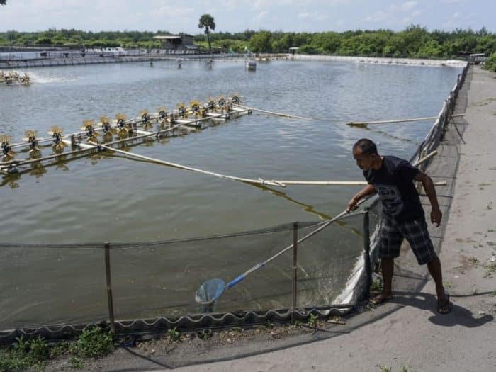  dengan anekaragam karya alamnya termasuk jenis ikan yang begitu beragam IKAN GURAME : Cara Merawat, Budidaya, Pakan, Harga Jual (Lengkap)