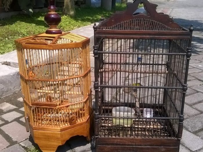  adalah salah satu jenis burung yang paling digemari oleh para pecinta unggas BURUNG KUTILANG : Cara Merawat, Pakan, Harga Jual (Lengkap)