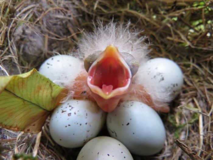  adalah salah satu jenis burung yang paling digemari oleh para pecinta unggas BURUNG KUTILANG : Cara Merawat, Pakan, Harga Jual (Lengkap)