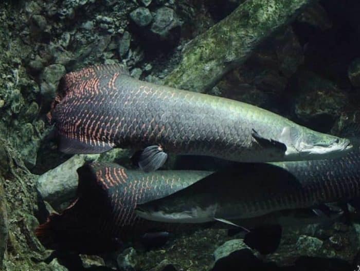  Beberapa waktu lalu Indonesia dihebohkan dengan keberadaan ikan ganas berbahaya di Sungai IKAN ARAPAIMA : Cara Merawat, Pakan, Harga Jual (Lengkap)