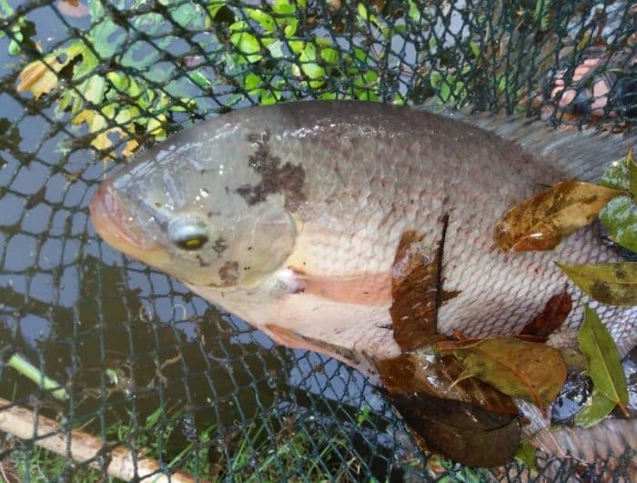  dengan anekaragam karya alamnya termasuk jenis ikan yang begitu beragam IKAN GURAME : Cara Merawat, Budidaya, Pakan, Harga Jual (Lengkap)