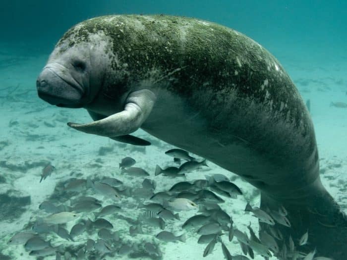  mendengar ikan duyung pikirannya langsung kemana IKAN DUYUNG (DUGONG) : Cara Merawat, Pakan, Fakta Unik