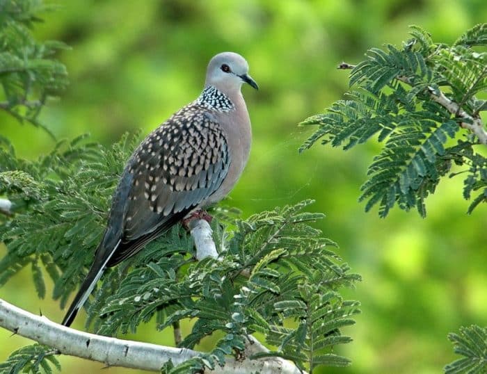  Siapa yang tak mengenal burung perkutut BURUNG PERKUTUT : Cara Merawat, Pakan, Harga Jual (Lengkap)