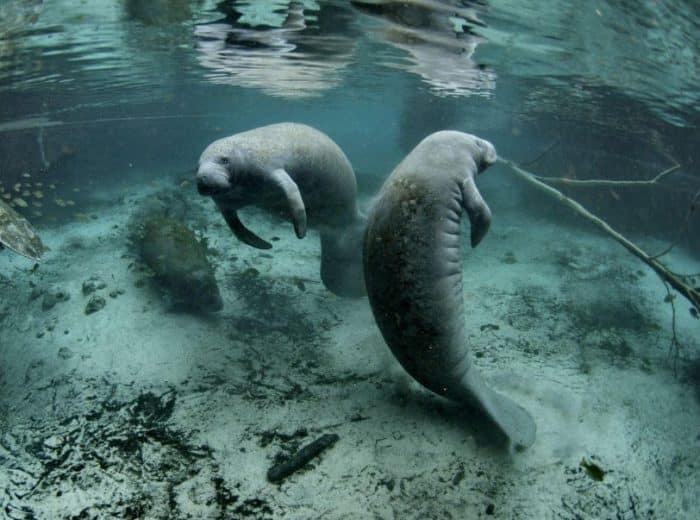  mendengar ikan duyung pikirannya langsung kemana IKAN DUYUNG (DUGONG) : Cara Merawat, Pakan, Fakta Unik