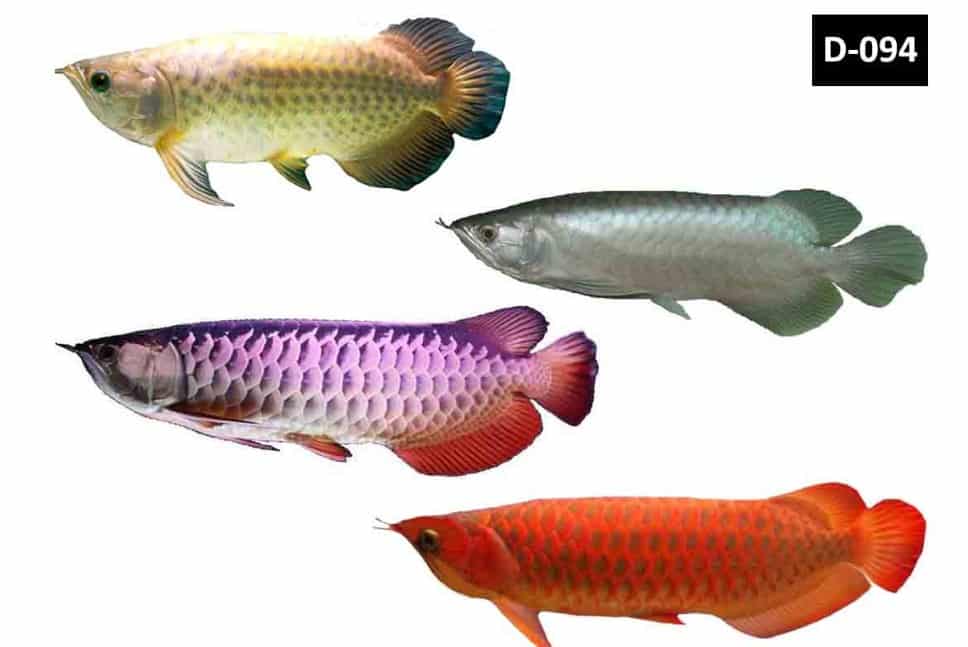  Harga Ikan Arwana  Thegorbalsla