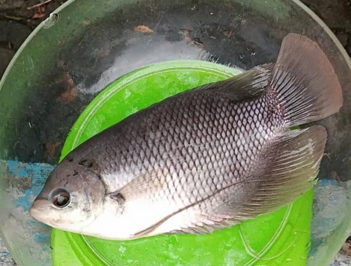  dengan anekaragam karya alamnya termasuk jenis ikan yang begitu beragam IKAN GURAME : Cara Merawat, Budidaya, Pakan, Harga Jual (Lengkap)