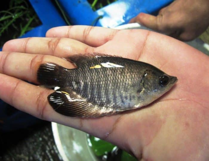  dengan anekaragam karya alamnya termasuk jenis ikan yang begitu beragam IKAN GURAME : Cara Merawat, Budidaya, Pakan, Harga Jual (Lengkap)