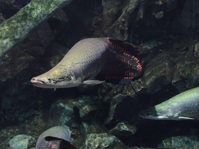  Beberapa waktu lalu Indonesia dihebohkan dengan keberadaan ikan ganas berbahaya di Sungai IKAN ARAPAIMA : Cara Merawat, Pakan, Harga Jual (Lengkap)