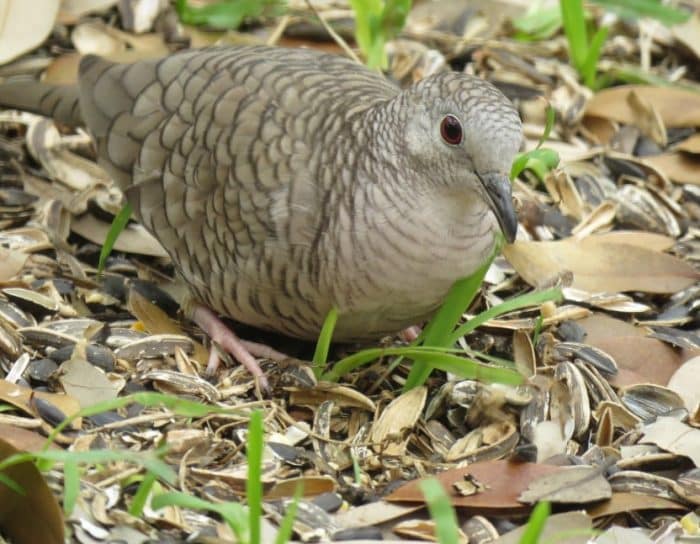  Siapa yang tak mengenal burung perkutut BURUNG PERKUTUT : Cara Merawat, Pakan, Harga Jual (Lengkap)